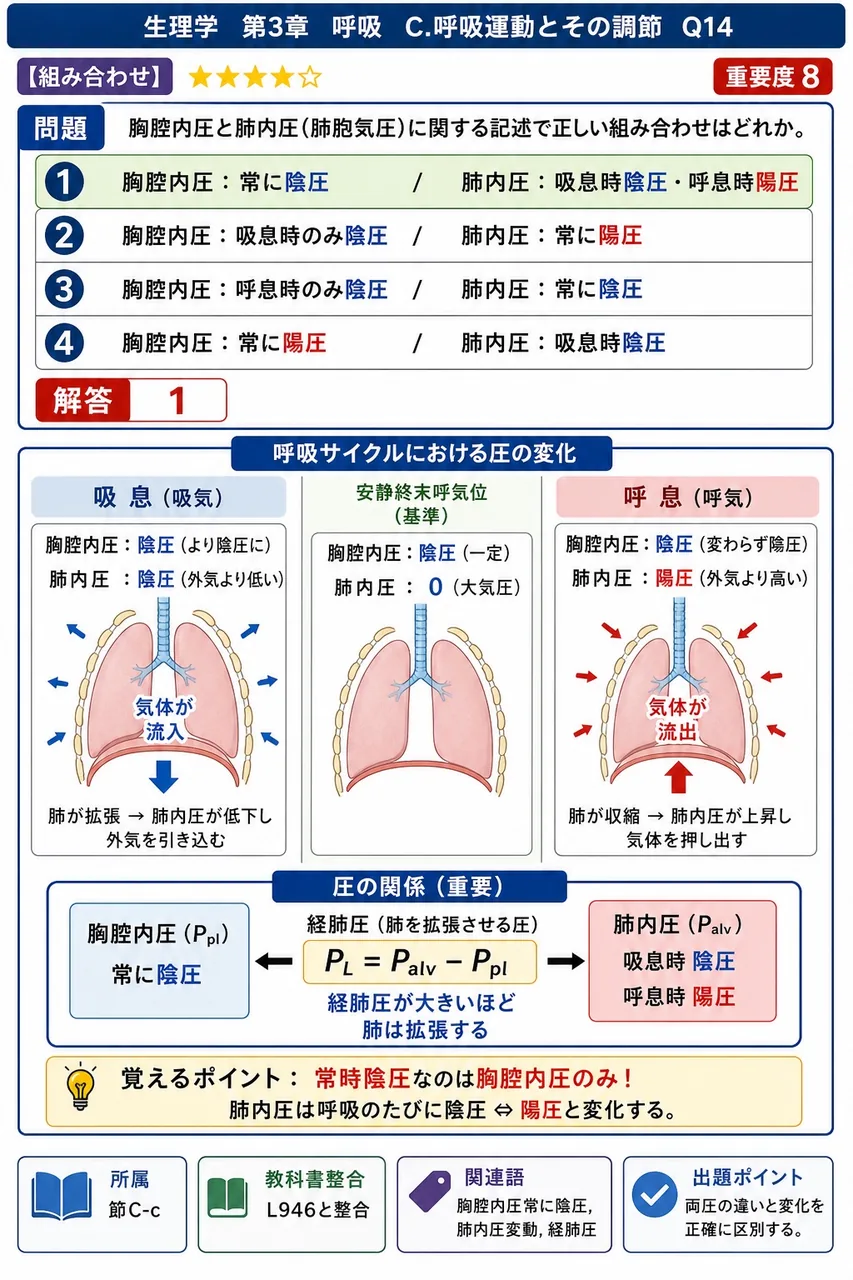 胸腔内圧と肺内圧(肺胞気圧)に関する記述で正しい組み合わせはどれか。 解説図