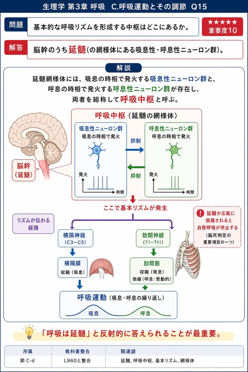 基本的な呼吸リズムを形成する中枢はどこにあるか。 解説図