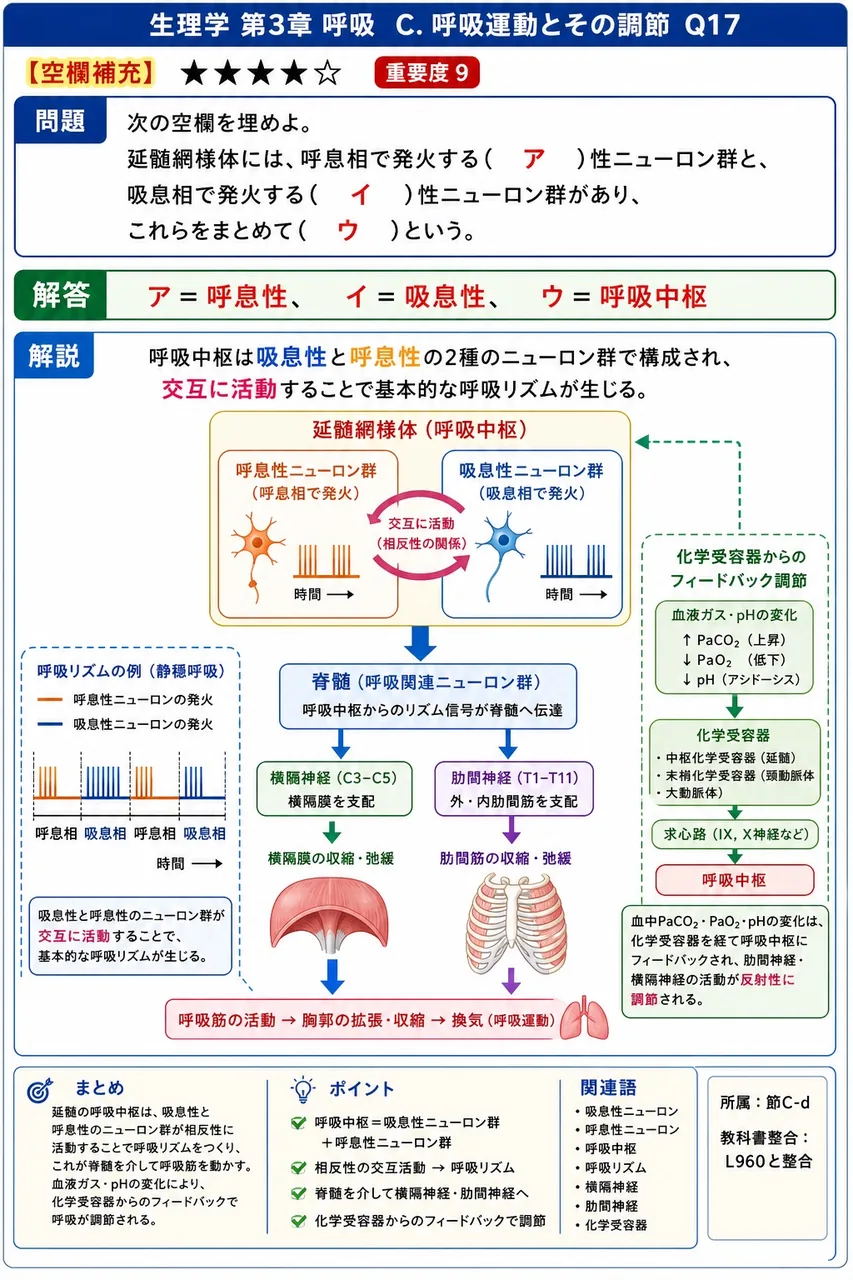 次の空欄を埋めよ。 「延髄網様体には、呼息相で発火する( ア )性ニューロン群と、吸息相で発火する( イ )性ニューロン群があり、これらをまとめて( ウ )という。」 解説図