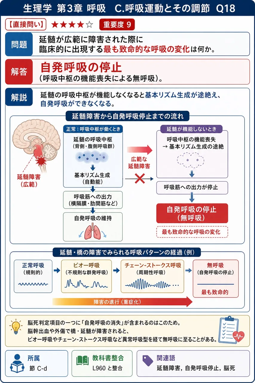 延髄が広範に障害された際に臨床的に出現する最も致命的な呼吸の変化は何か。 解説図
