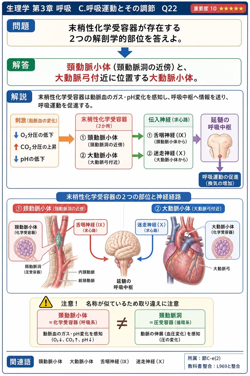 末梢性化学受容器が存在する2つの解剖学的部位を答えよ。 解説図