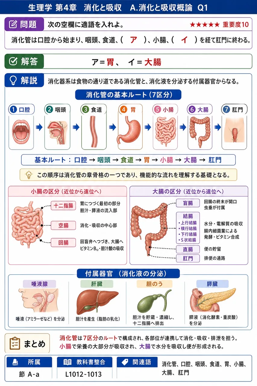 次の空欄に適語を入れよ。 「消化管は口腔から始まり、咽頭、食道、( ア )、小腸、( イ )を経て肛門に終わる。」 解説図