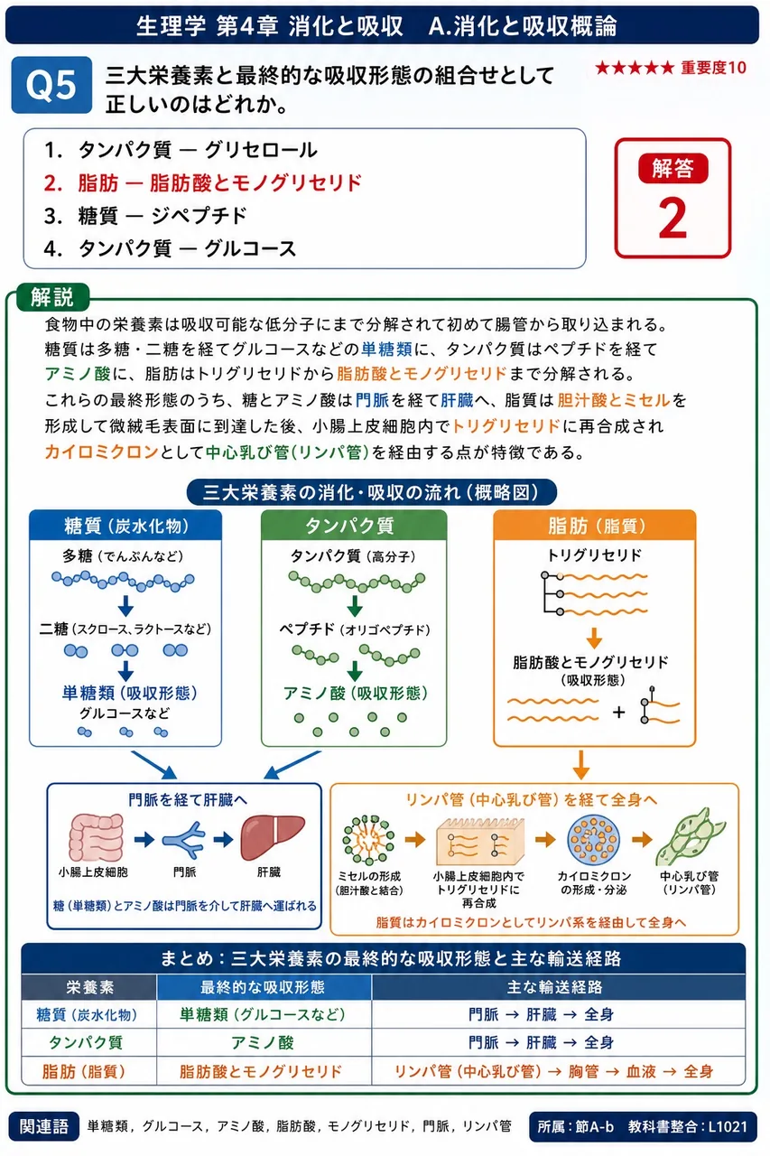 三大栄養素と最終的な吸収形態の組合せとして正しいのはどれか。 解説図