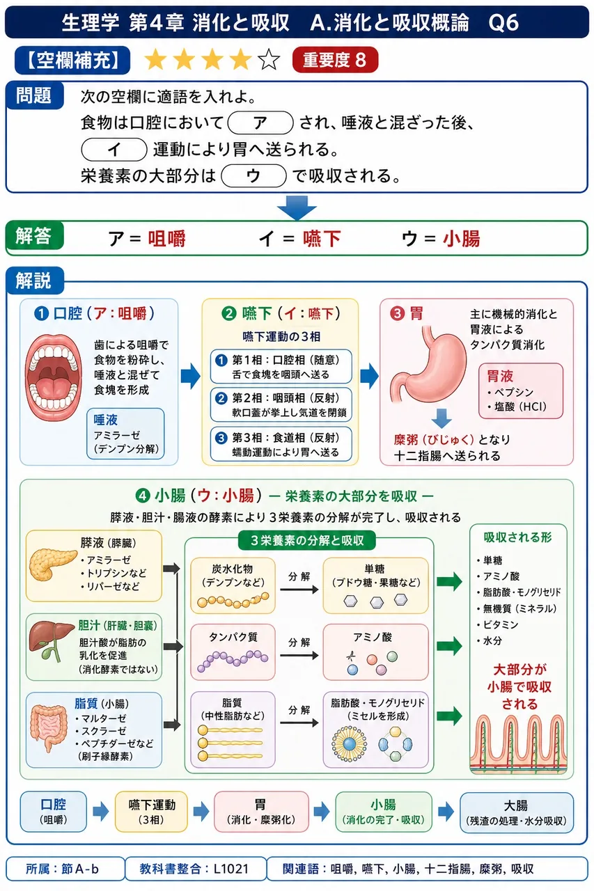 次の空欄に適語を入れよ。 「食物は口腔において( ア )され、唾液と混ざった後、( イ )運動により胃へ送られる。栄養素の大部分は( ウ )で吸収される。」 解説図