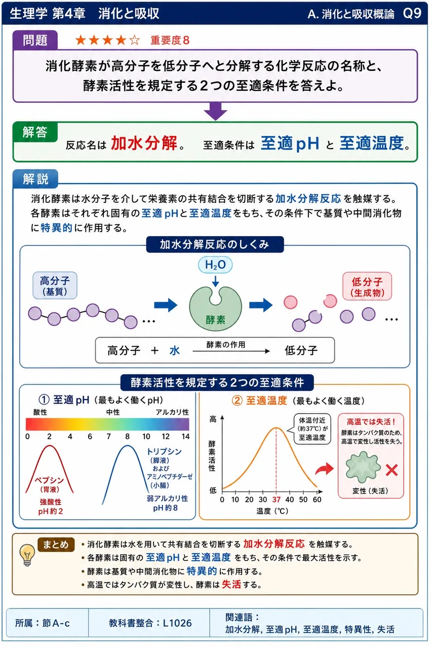 消化酵素が高分子を低分子へと分解する化学反応の名称と、酵素活性を規定する2つの至適条件を答えよ。 解説図
