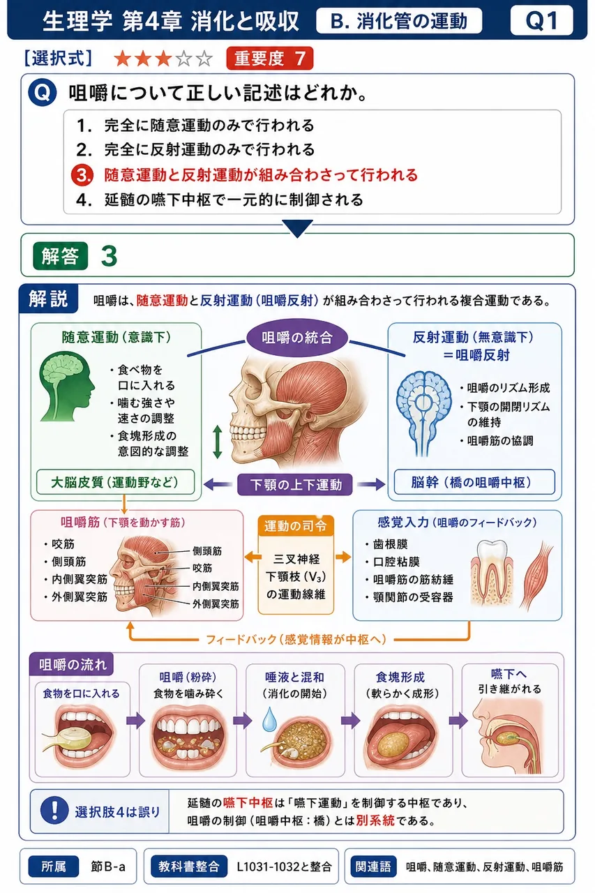 咀嚼について正しい記述はどれか。 解説図