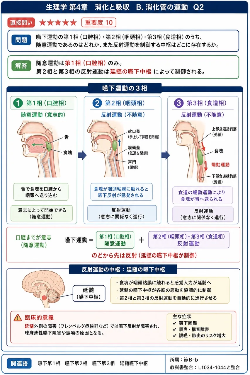 嚥下運動の第1相(口腔相)・第2相(咽頭相)・第3相(食道相)のうち、随意運動であるのはどれか、また反射運動を制御する中枢はどこに存在するか。 解説図