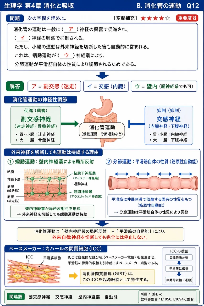 次の空欄を埋めよ。 「消化管の運動は一般に(ア)神経の興奮で促進され、(イ)神経の興奮で抑制される。ただし、小腸の運動は外来神経を切断した後も自動的に営まれる。これは、蠕動運動が(ウ)神経叢により、分節運動が平滑筋自体の性質により調節されるためである。」 解説図