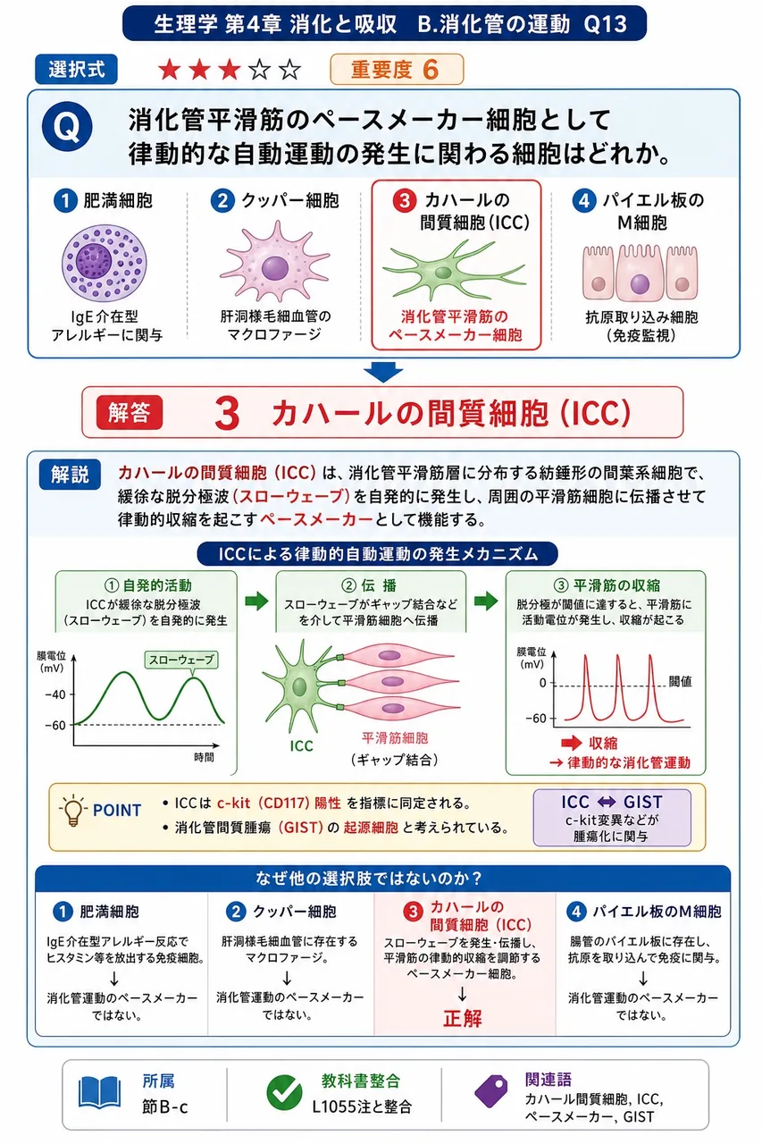 消化管平滑筋のペースメーカー細胞として律動的な自動運動の発生に関わる細胞はどれか。 解説図