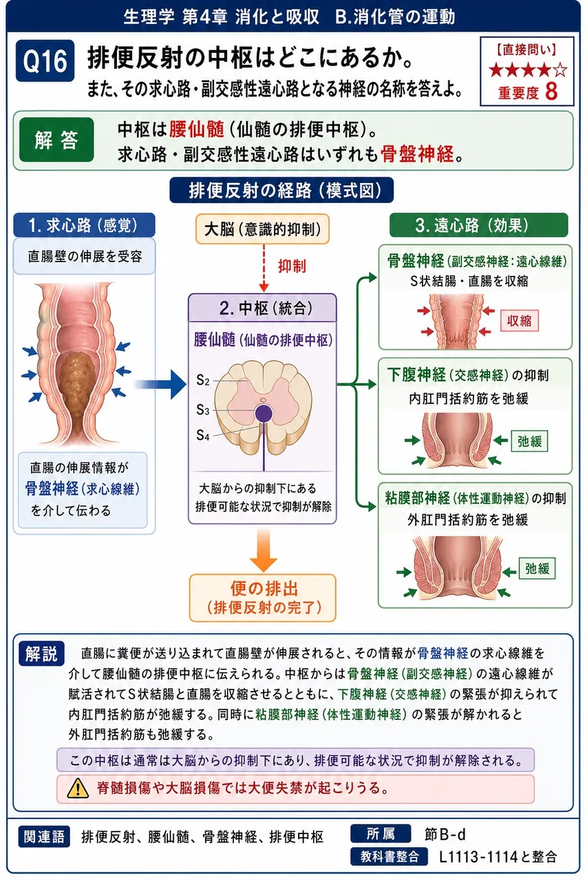 排便反射の中枢はどこにあるか。また、その求心路・副交感性遠心路となる神経の名称を答えよ。 解説図