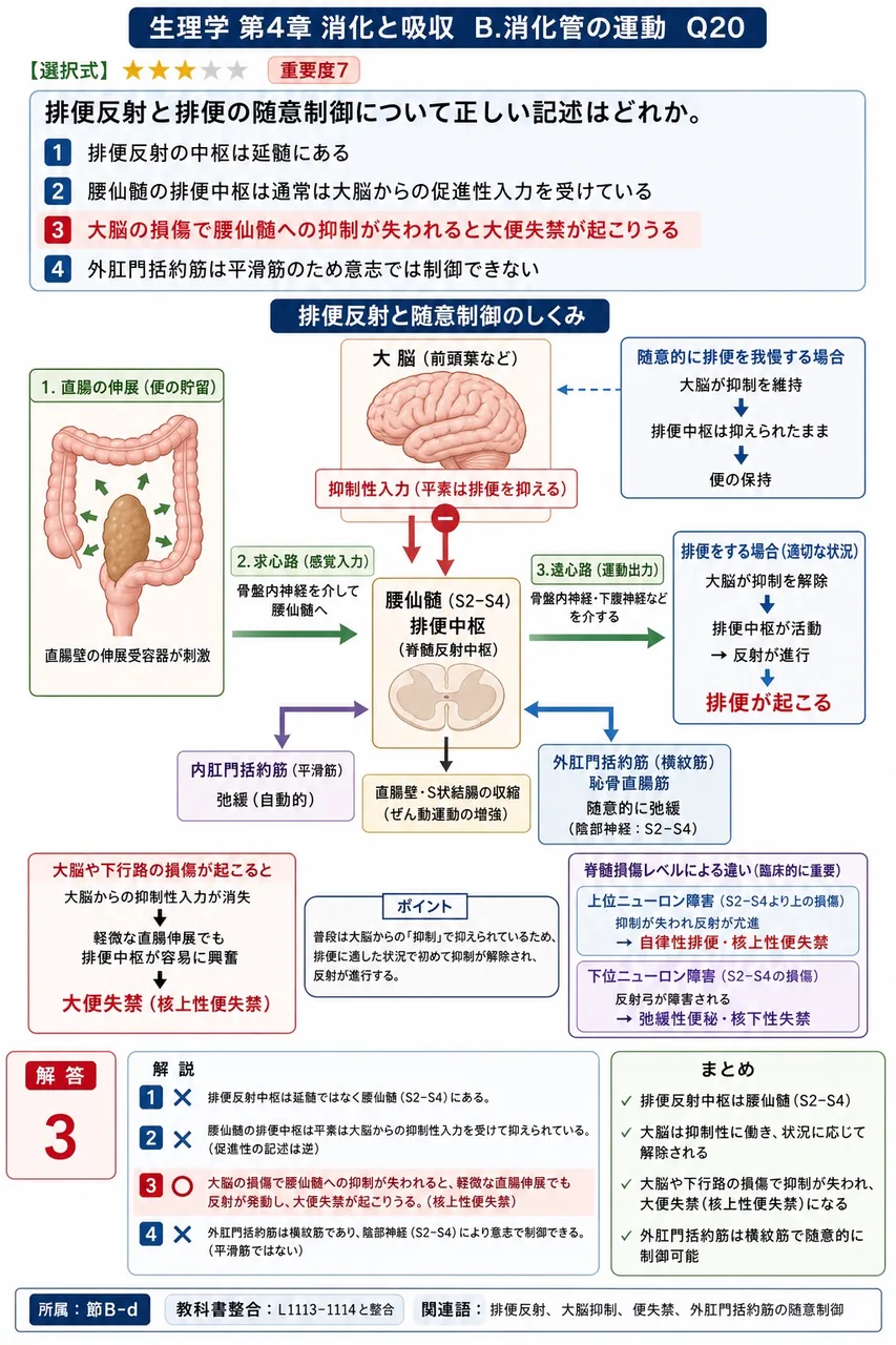 排便反射と排便の随意制御について正しい記述はどれか。 解説図