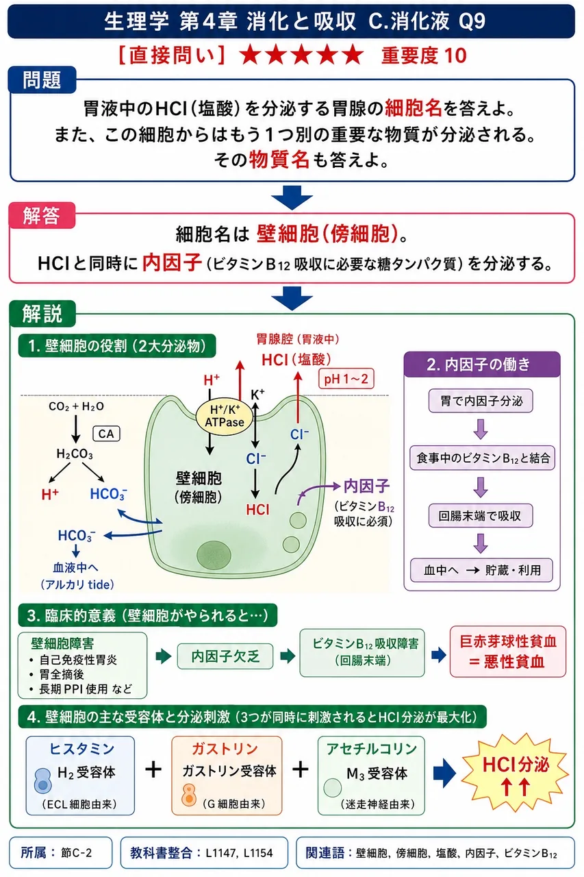 胃液中のHCl(塩酸)を分泌する胃腺の細胞名を答えよ。また、この細胞からはもう1つ別の重要な物質が分泌される。その物質名も答えよ。 解説図