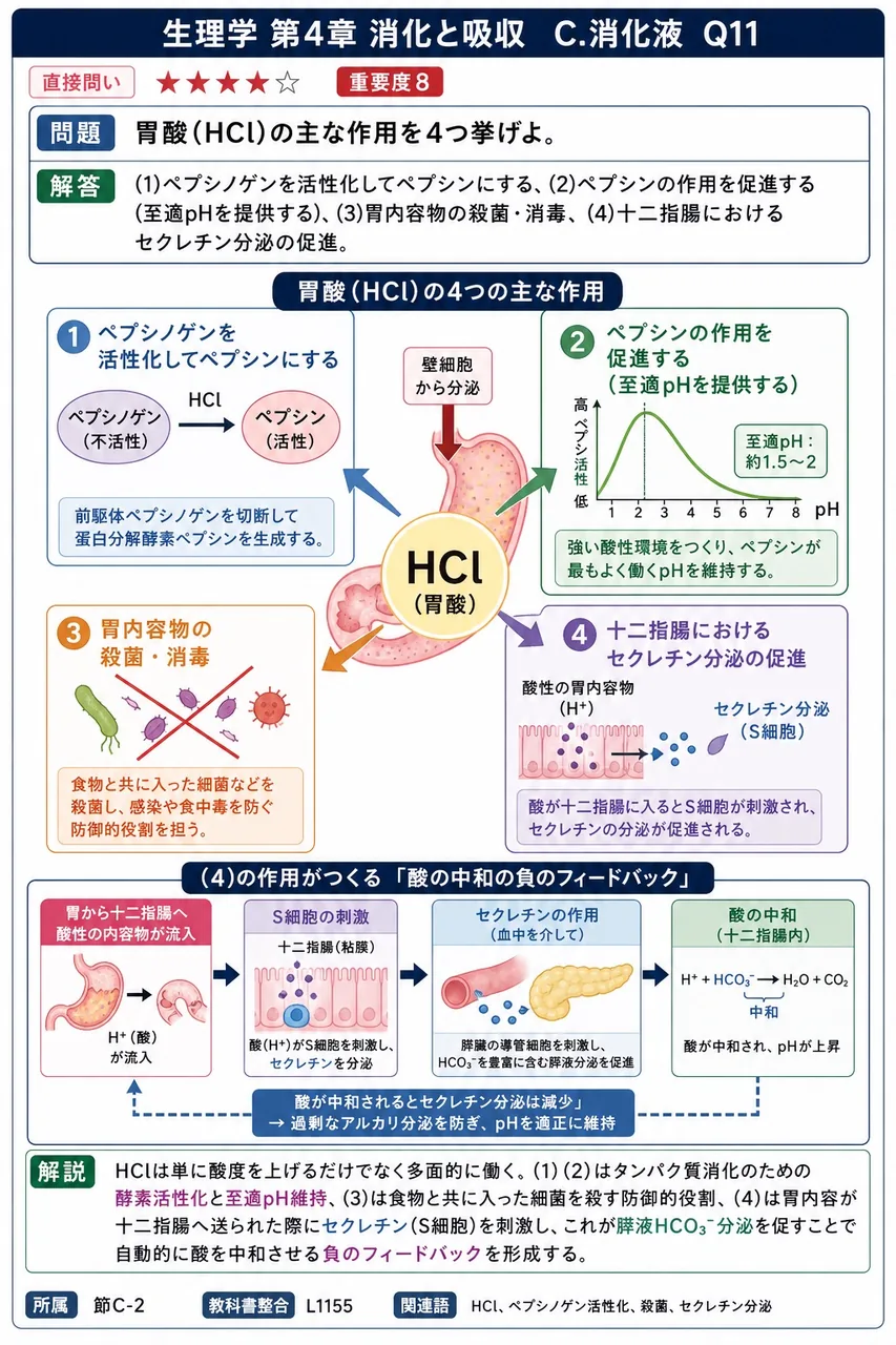 胃酸(HCl)の主な作用を4つ挙げよ。 解説図