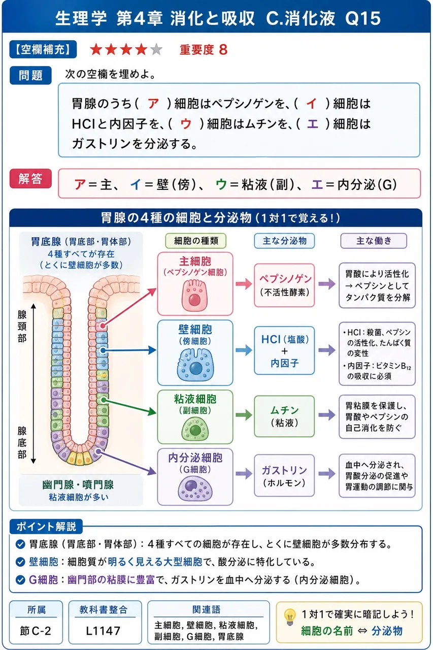 次の空欄を埋めよ。 「胃腺のうち( ア )細胞はペプシノゲンを、( イ )細胞はHClと内因子を、( ウ )細胞はムチンを、( エ )細胞はガストリンを分泌する。」 解説図