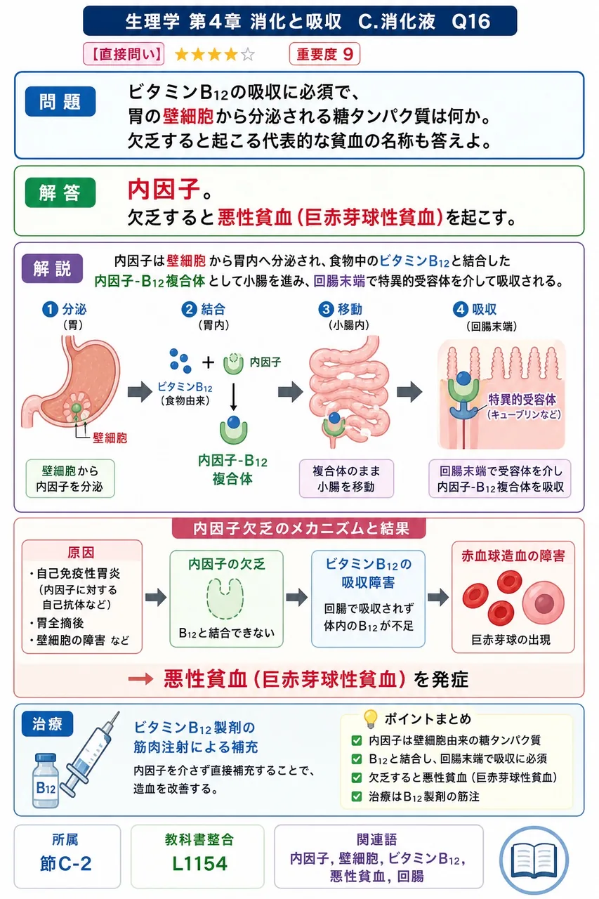 ビタミンB12の吸収に必須で、胃の壁細胞から分泌される糖タンパク質は何か。欠乏すると起こる代表的な貧血の名称も答えよ。 解説図