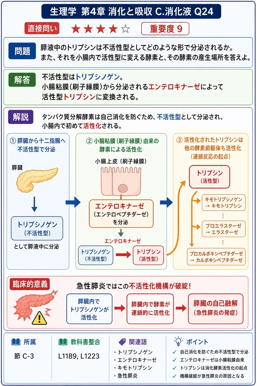 膵液中のトリプシンは不活性型としてどのような形で分泌されるか。また、それを小腸内で活性型に変える酵素と、その酵素の産生場所を答えよ。 解説図
