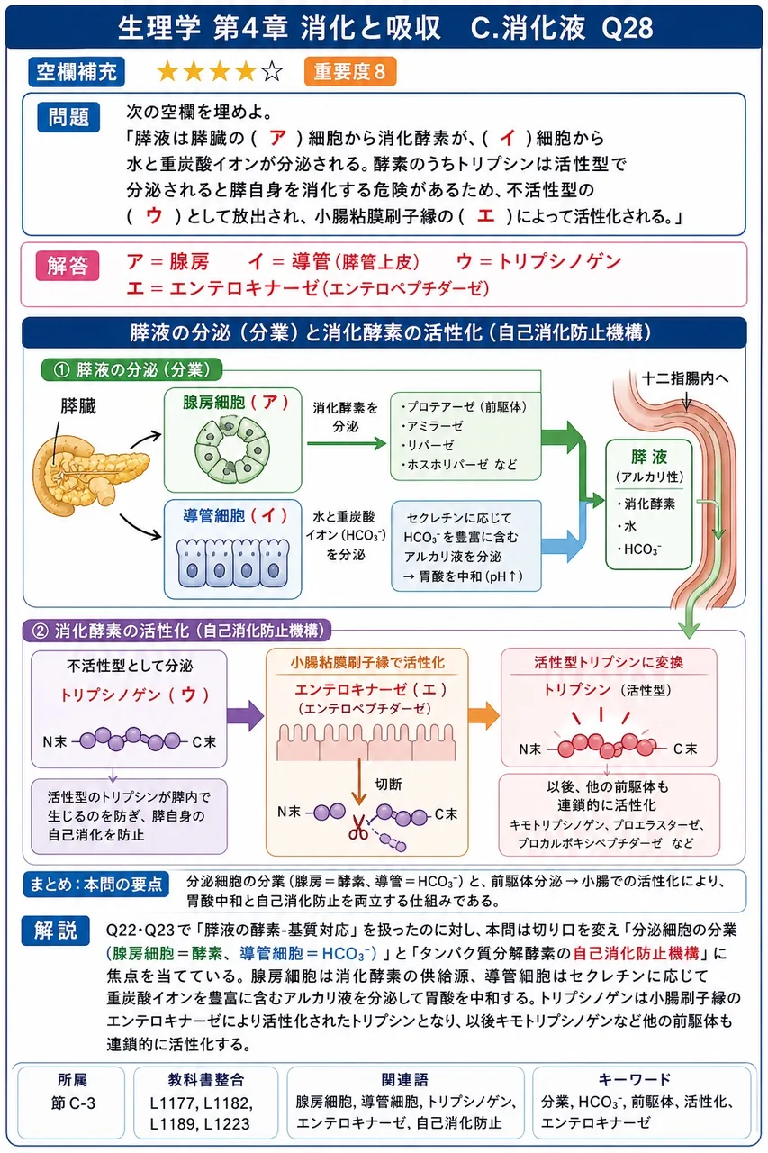 次の空欄を埋めよ。 「膵液は膵臓の( ア )細胞から消化酵素が、( イ )細胞から水と重炭酸イオンが分泌される。酵素のうちトリプシンは活性型で分泌されると膵自身を消化する危険があるため、不活性型の( ウ )として放出され、小腸粘膜刷子縁の( エ )によって活性化される。」 解説図