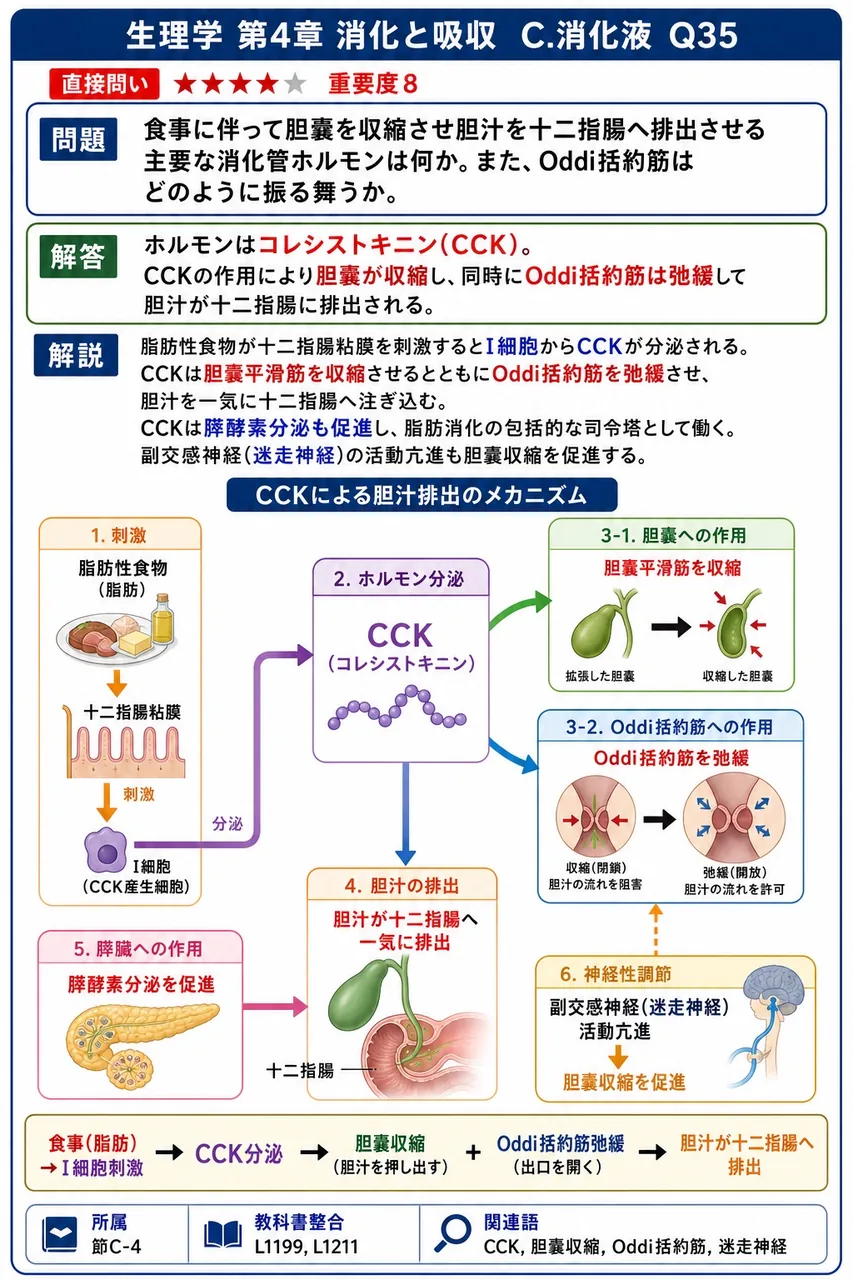 食事に伴って胆嚢を収縮させ胆汁を十二指腸へ排出させる主要な消化管ホルモンは何か。また、Oddi括約筋はどのように振る舞うか。 解説図