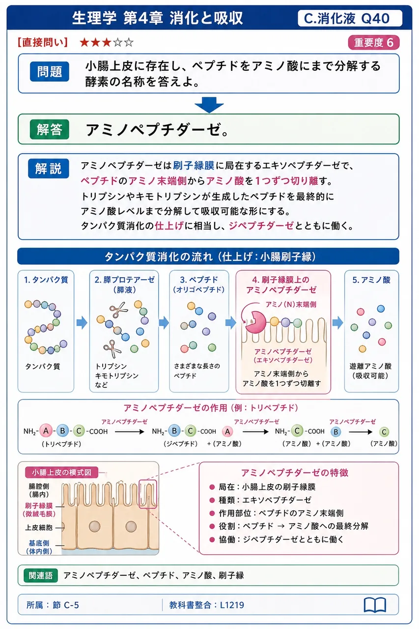 小腸上皮に存在し、ペプチドをアミノ酸にまで分解する酵素の名称を答えよ。 解説図