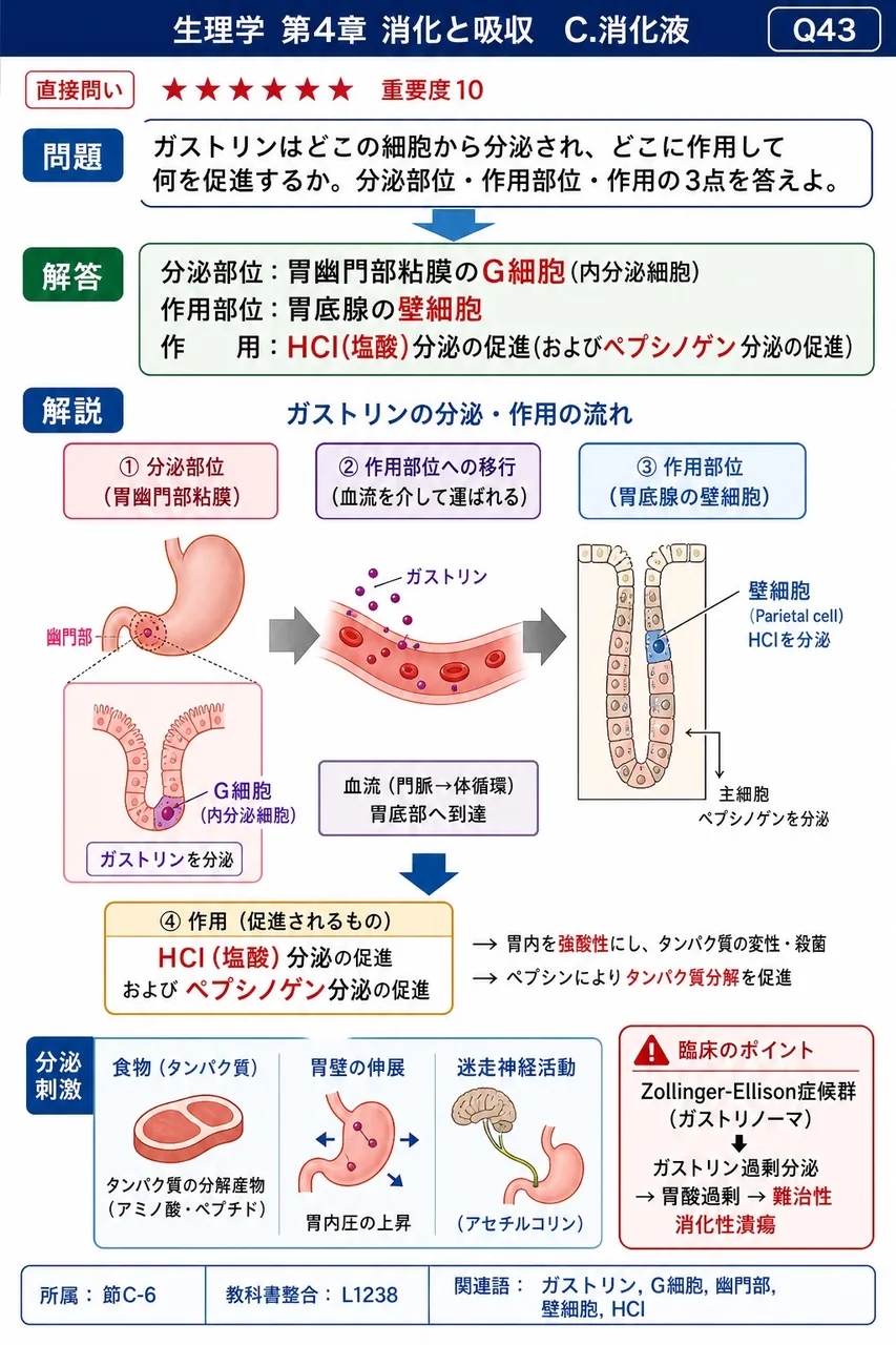 ガストリンはどこの細胞から分泌され、どこに作用して何を促進するか。分泌部位・作用部位・作用の3点を答えよ。 解説図