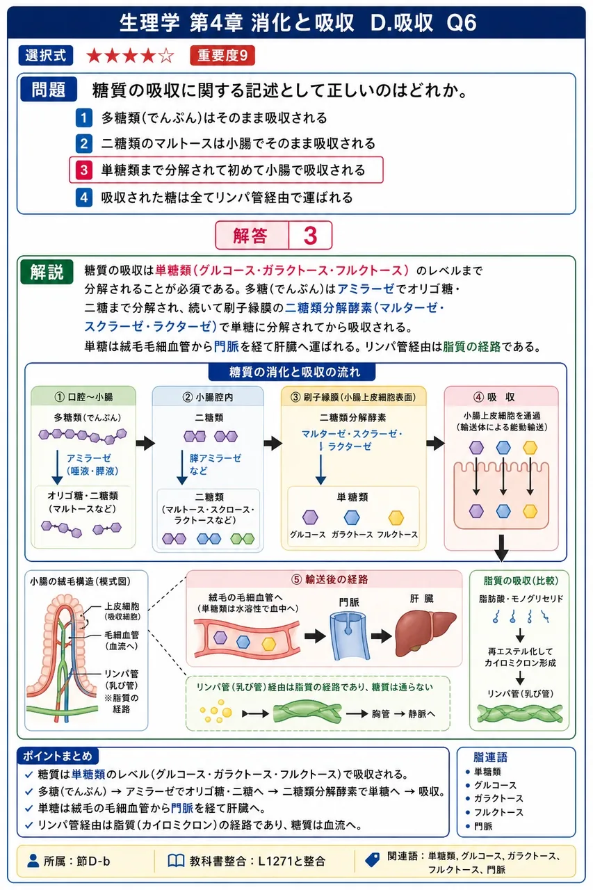 糖質の吸収に関する記述として正しいのはどれか。 解説図