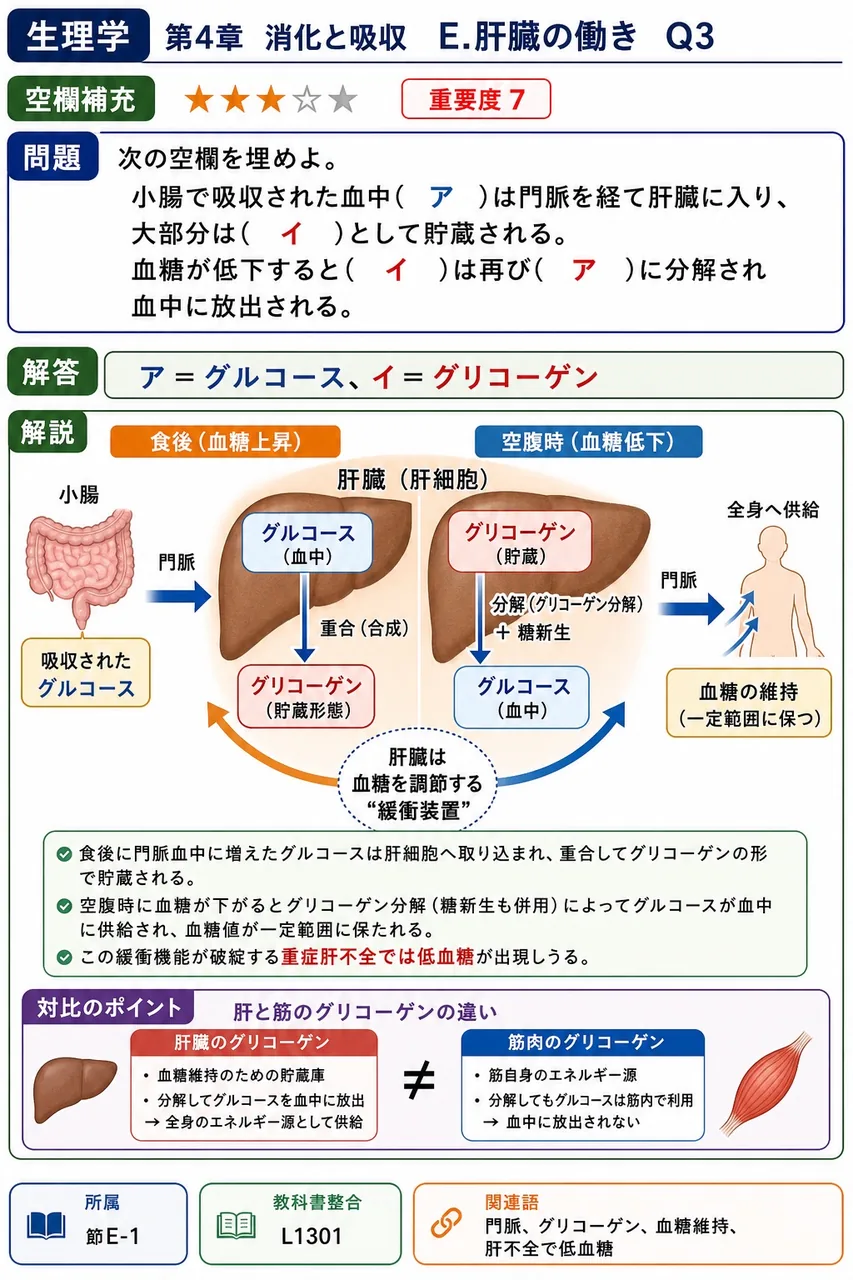 次の空欄を埋めよ。 「小腸で吸収された血中( ア )は門脈を経て肝臓に入り、大部分は( イ )として貯蔵される。血糖が低下すると( イ )は再び( ア )に分解され血中に放出される。」 解説図
