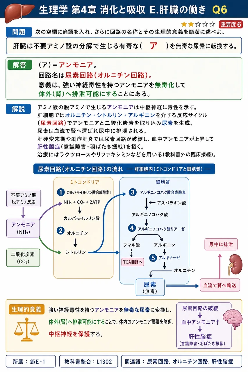 次の空欄に適語を入れ、さらに回路の名称とその生理的意義を簡潔に述べよ。 「肝臓は不要アミノ酸の分解で生じる有毒な( ア )を無毒な尿素に転換する。」 解説図