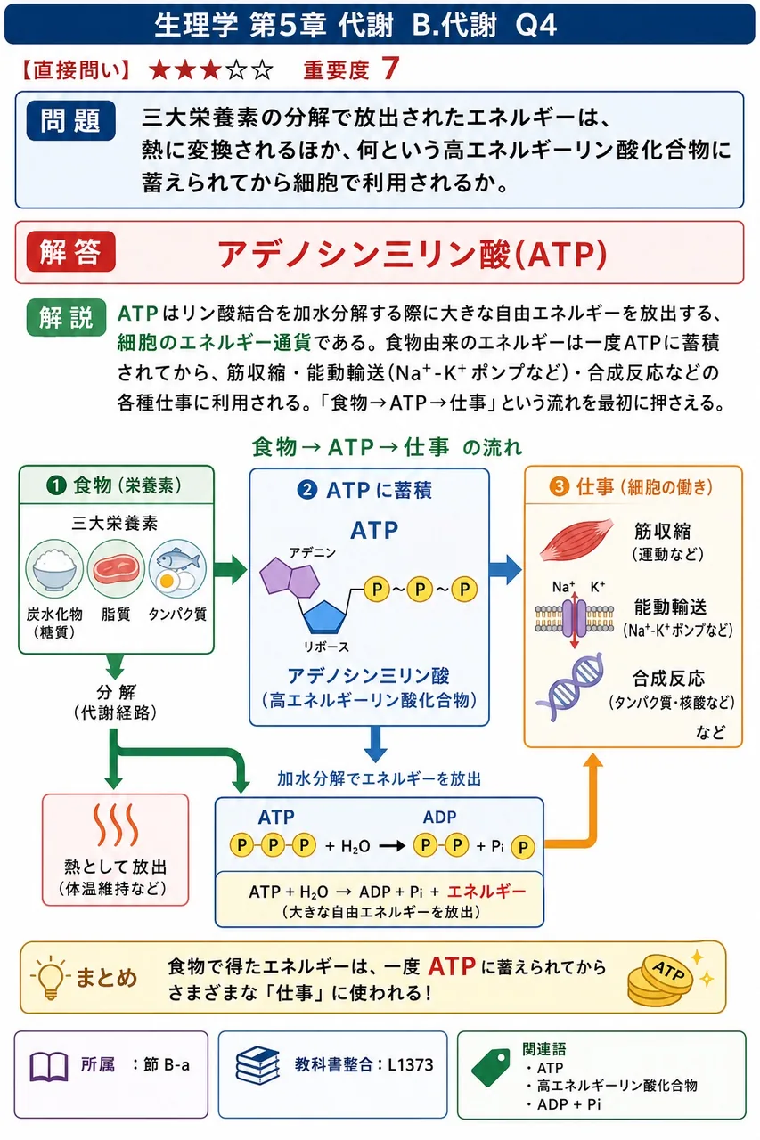 三大栄養素の分解で放出されたエネルギーは、熱に変換されるほか、何という高エネルギーリン酸化合物に蓄えられてから細胞で利用されるか。 解説図