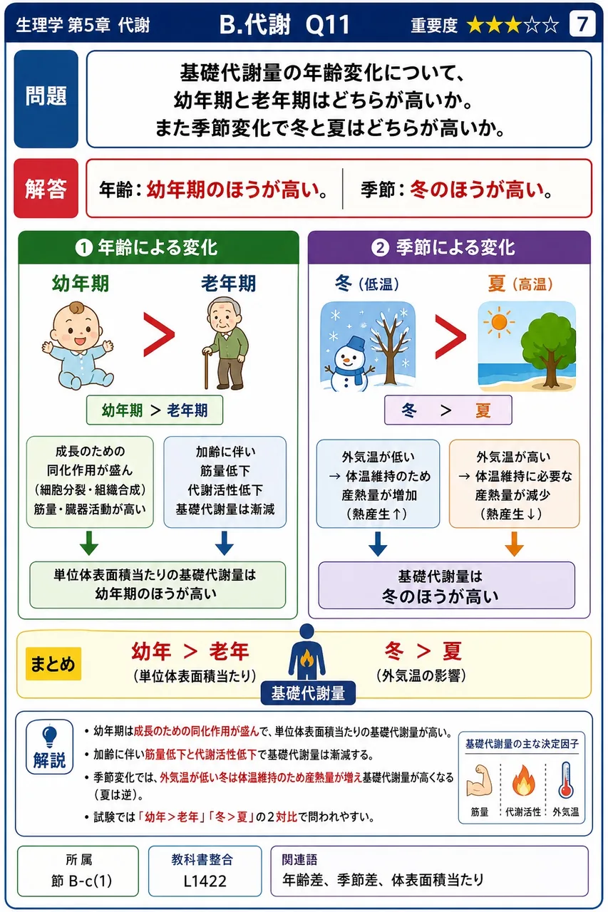 基礎代謝量の年齢変化について、幼年期と老年期はどちらが高いか。また季節変化で冬と夏はどちらが高いか。 解説図