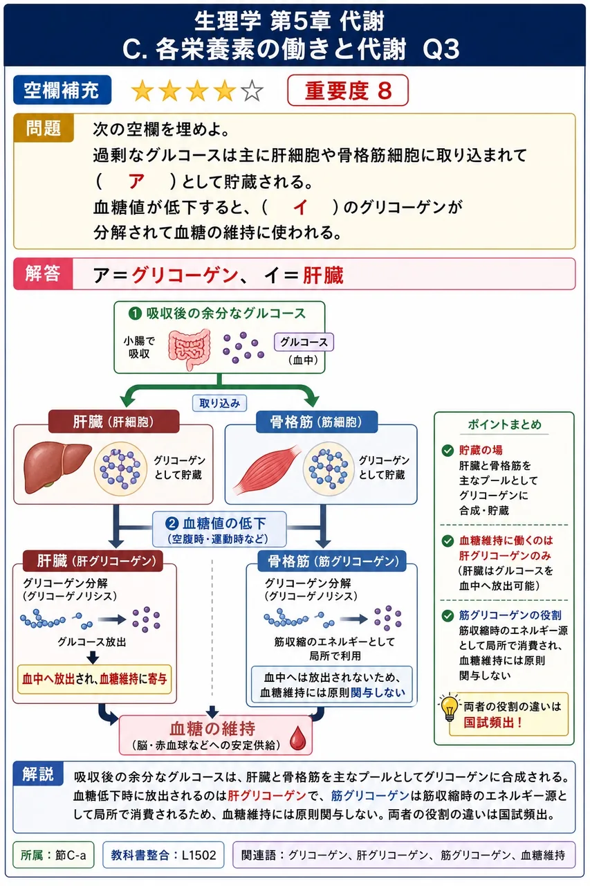 次の空欄を埋めよ。 「過剰なグルコースは主に肝細胞や骨格筋細胞に取り込まれて( ア )として貯蔵される。血糖値が低下すると、( イ )のグリコーゲンが分解されて血糖の維持に使われる。」 解説図