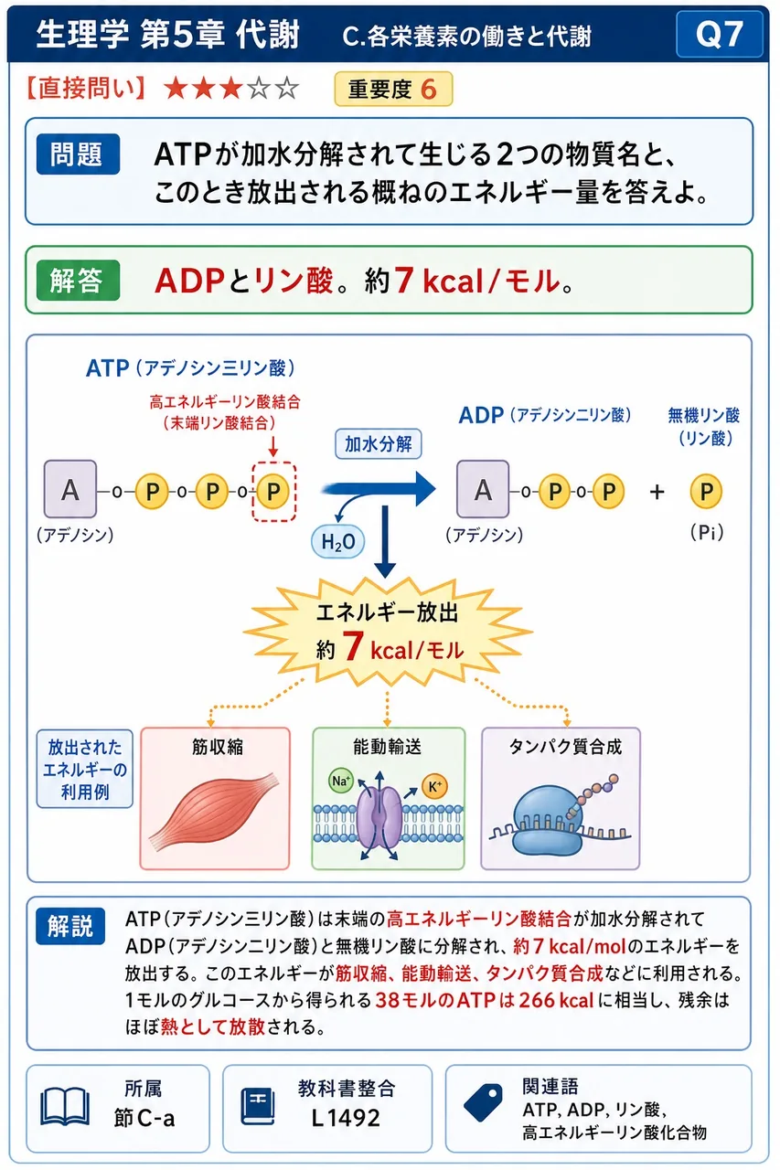 ATPが加水分解されて生じる2つの物質名と、このとき放出される概ねのエネルギー量を答えよ。 解説図