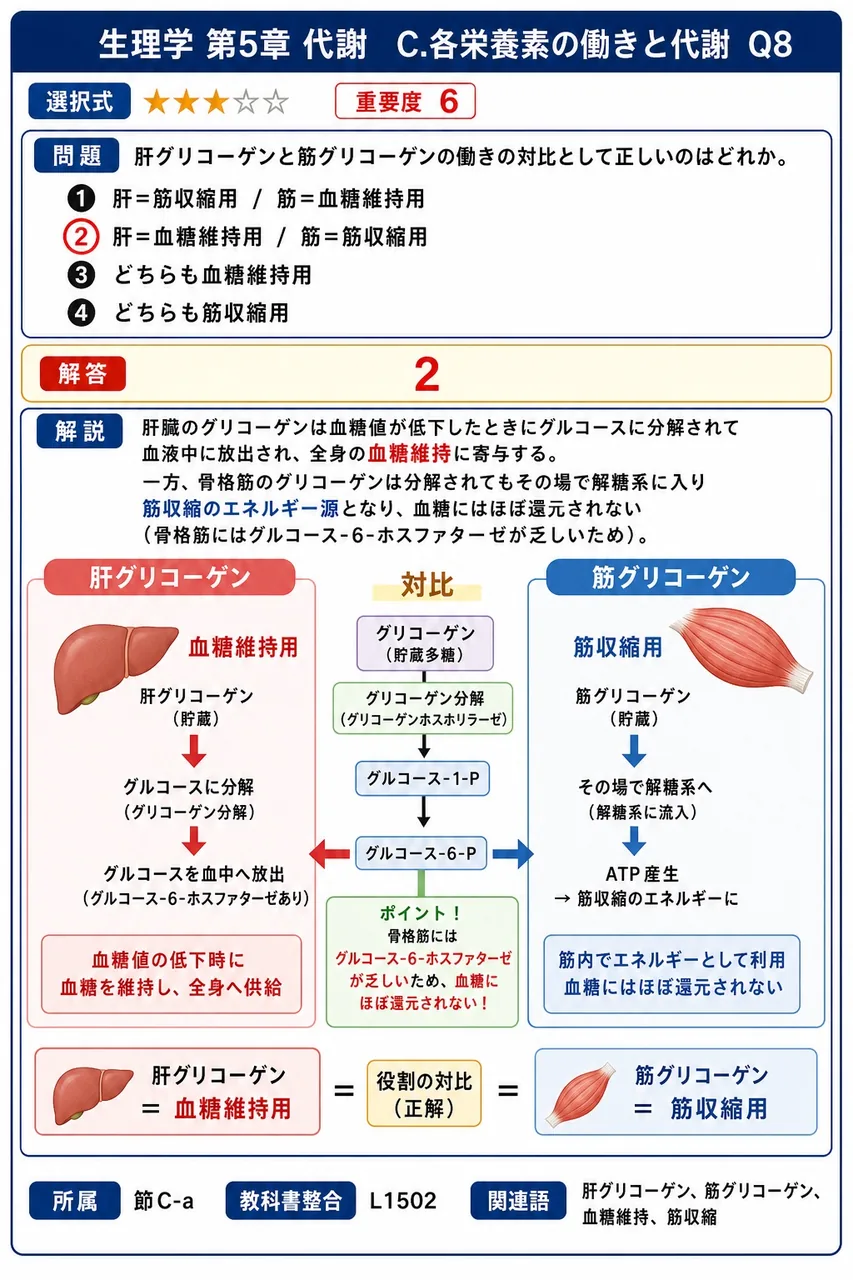 肝グリコーゲンと筋グリコーゲンの働きの対比として正しいのはどれか。 解説図