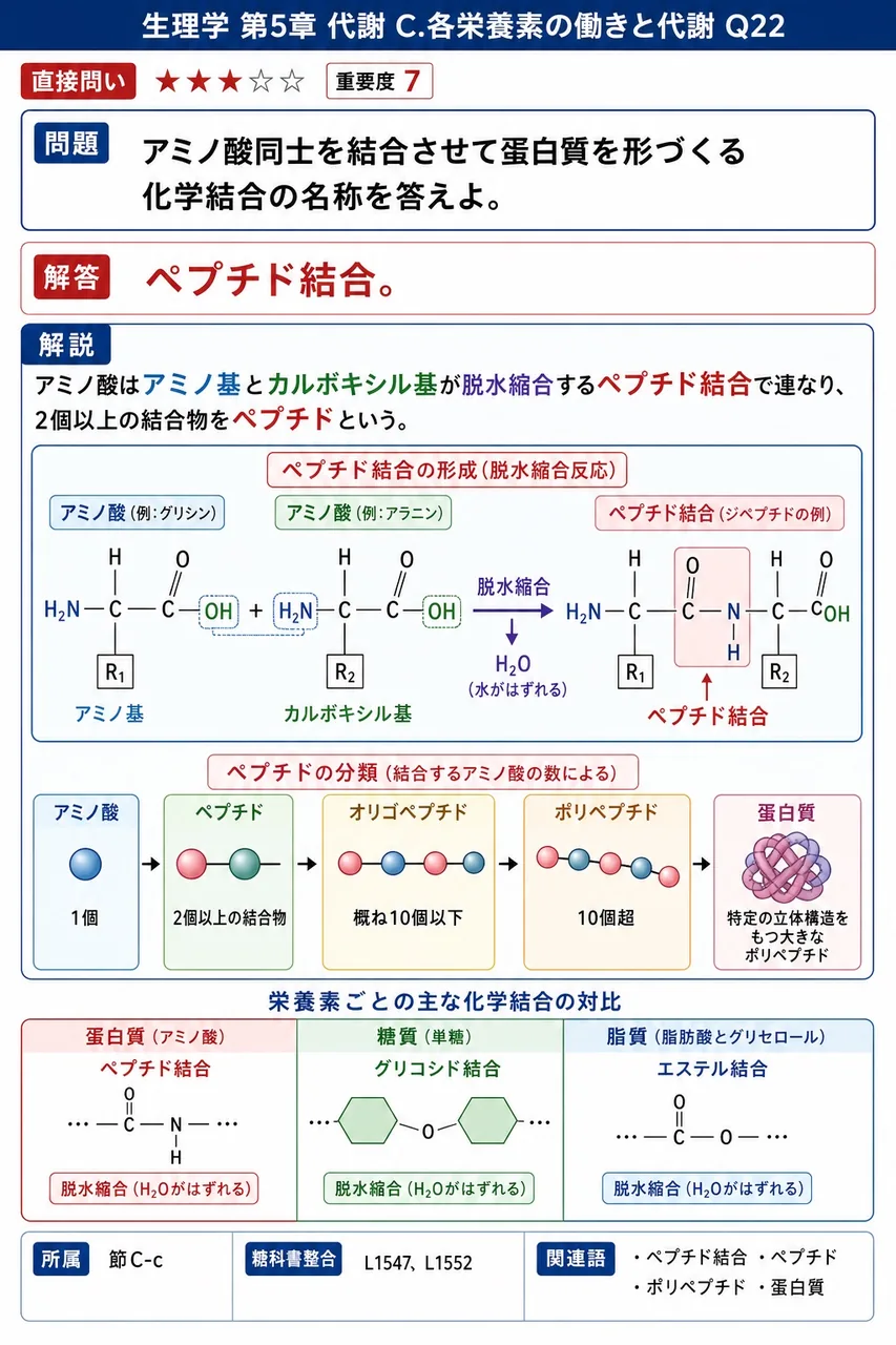アミノ酸同士を結合させて蛋白質を形づくる化学結合の名称を答えよ。 解説図
