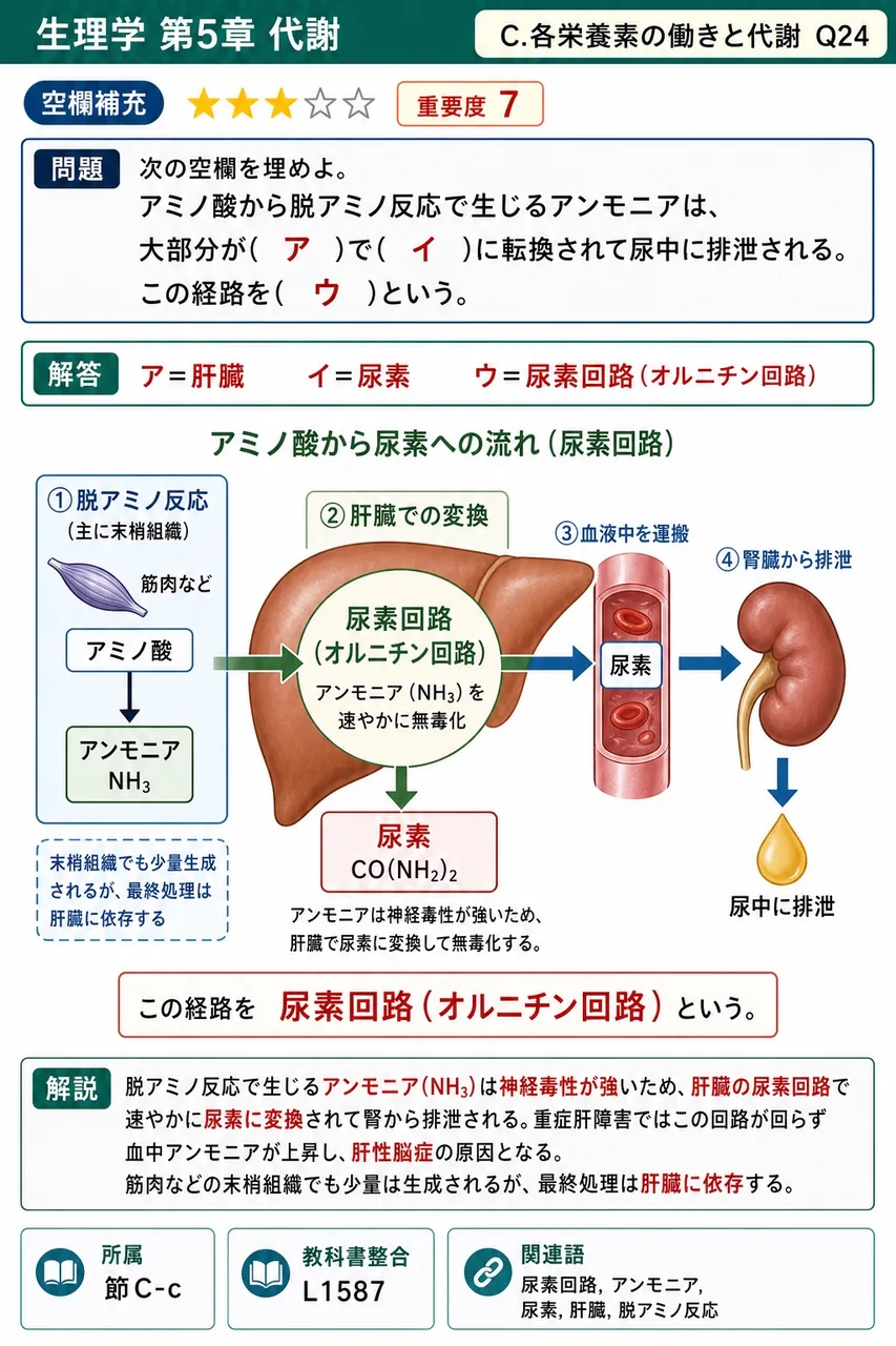 次の空欄を埋めよ。 「アミノ酸から脱アミノ反応で生じるアンモニアは、大部分が( ア )で( イ )に転換されて尿中に排泄される。この経路を( ウ )という。」 解説図