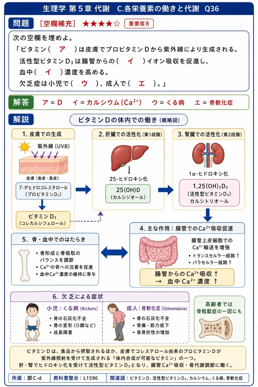次の空欄を埋めよ。 「ビタミン( ア )は皮膚でプロビタミンDから紫外線により生成される。活性型ビタミンD₃は腸管からの( イ )イオン吸収を促進し、血中( イ )濃度を高める。欠乏症は小児で( ウ )、成人で( エ )。」 解説図