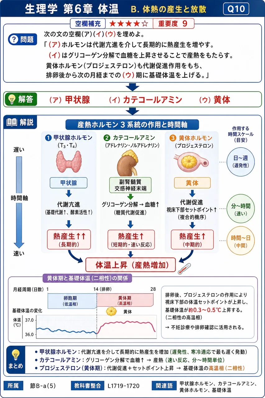 次の文の空欄(ア)(イ)(ウ)を埋めよ。 「(ア)ホルモンは代謝亢進を介して長期的に熱産生を増やす。(イ)はグリコーゲン分解で血糖を上昇させることで産熱をもたらす。黄体ホルモン(プロジェステロン)も代謝促進作用をもち、排卵後から次の月経までの(ウ)期に基礎体温を上げる。」 解説図