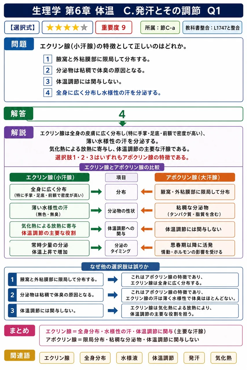 エクリン腺(小汗腺)の特徴として正しいのはどれか。 解説図