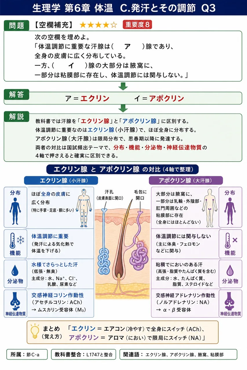 次の空欄を埋めよ。 「体温調節に重要な汗腺は( ア )腺であり、全身の皮膚に広く分布している。一方、( イ )腺の大部分は腋窩に、一部分は陰部に存在し、体温調節には関与しない。」 解説図
