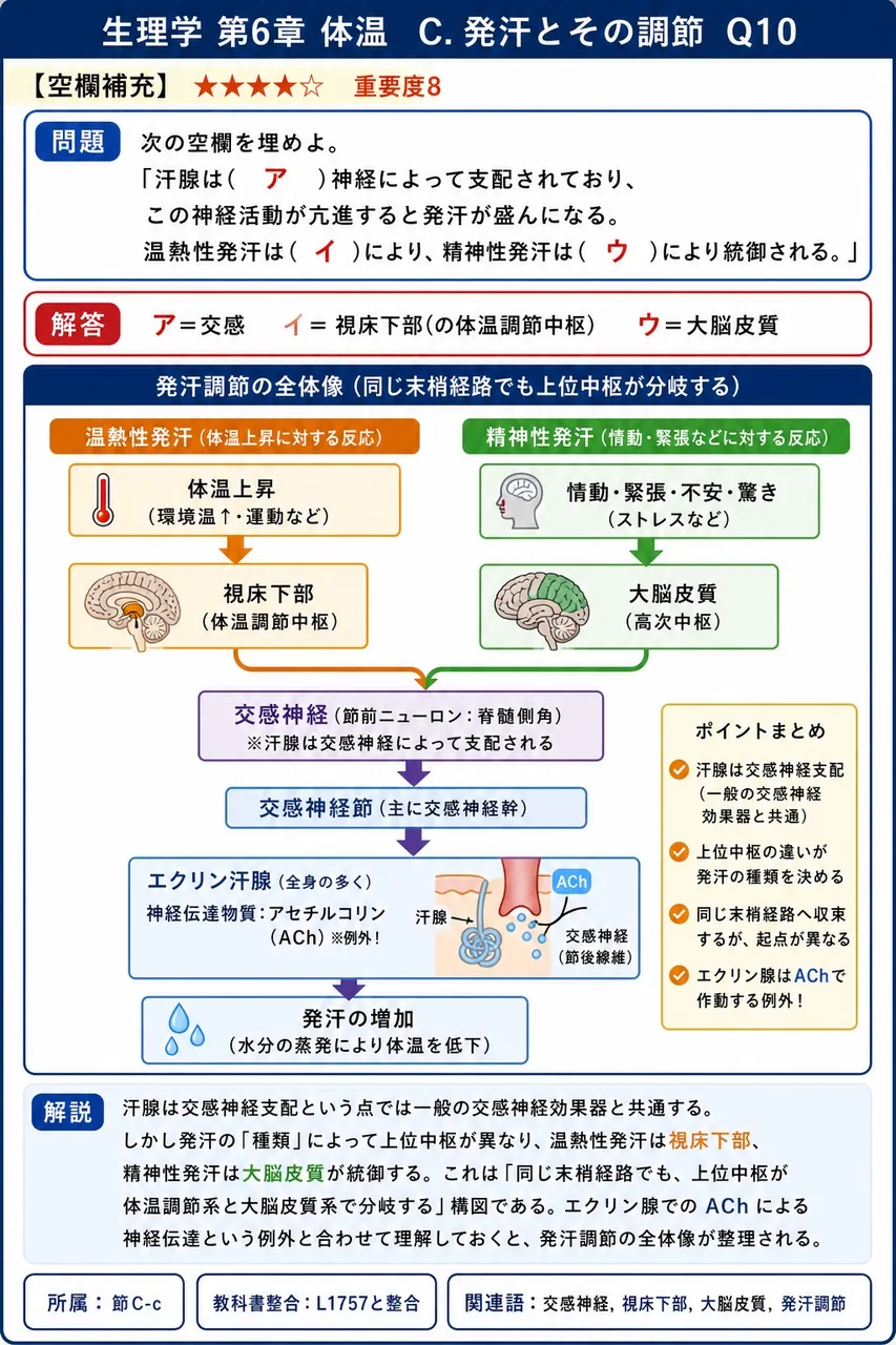 次の空欄を埋めよ。 「汗腺は( ア )神経によって支配されており、この神経活動が亢進すると発汗が盛んになる。温熱性発汗は( イ )により、精神性発汗は( ウ )により統御される。」 解説図