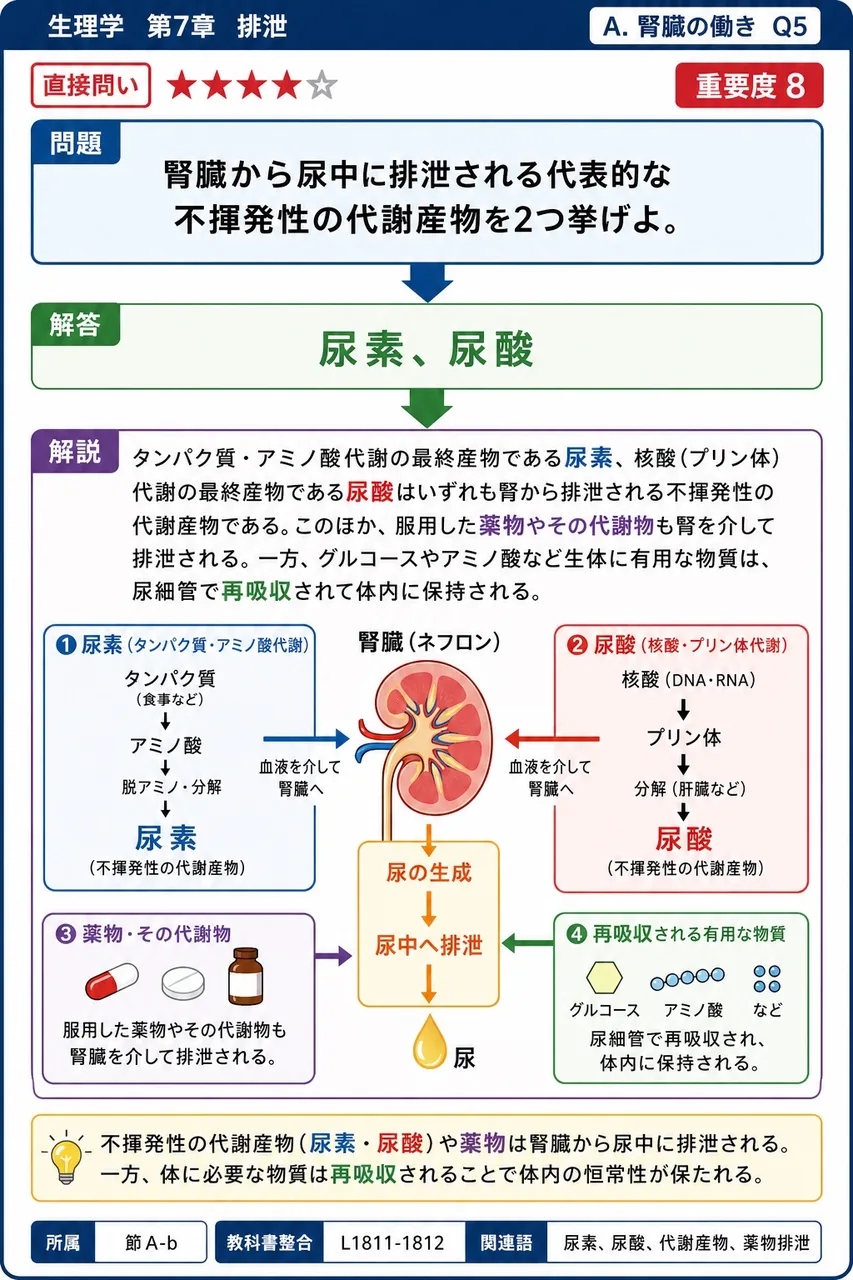 腎臓から尿中に排泄される代表的な不揮発性の代謝産物を2つ挙げよ。 解説図
