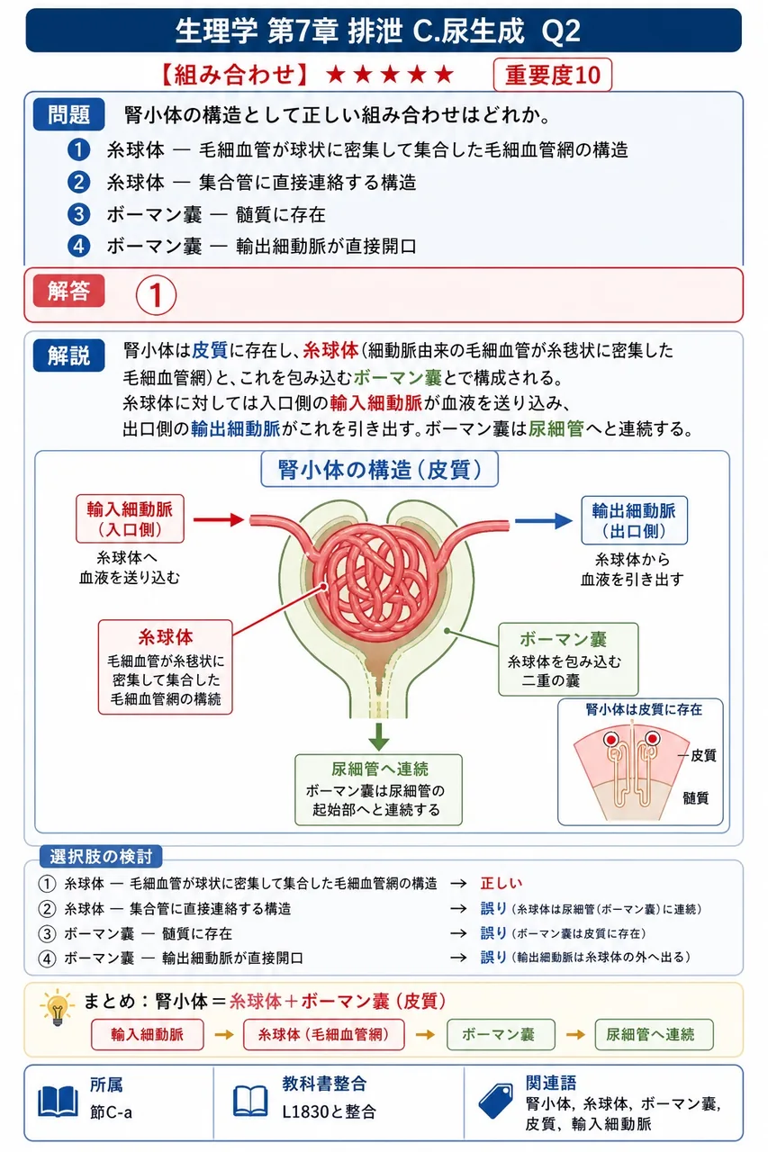 腎小体の構造として正しい組み合わせはどれか。 解説図