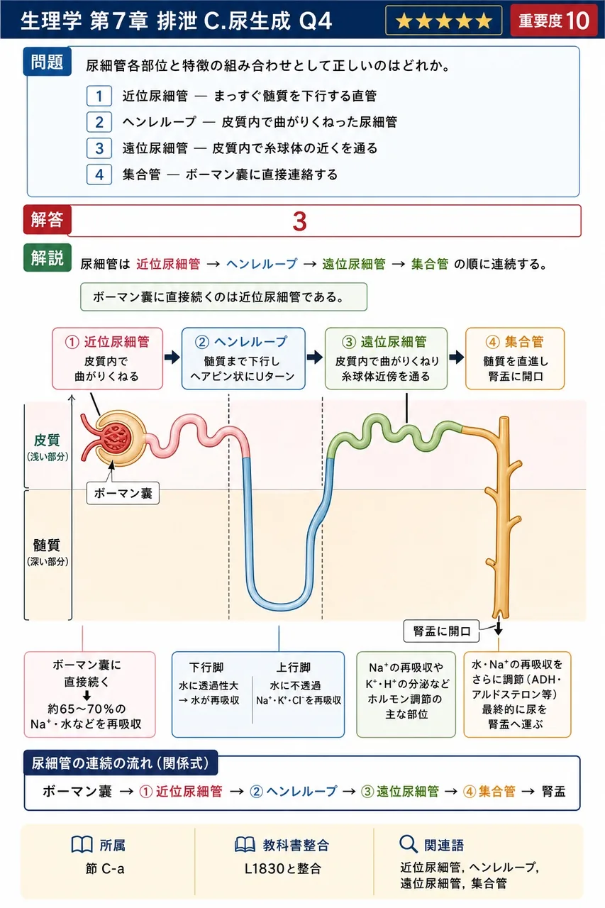 尿細管各部位と特徴の組み合わせとして正しいのはどれか。 解説図