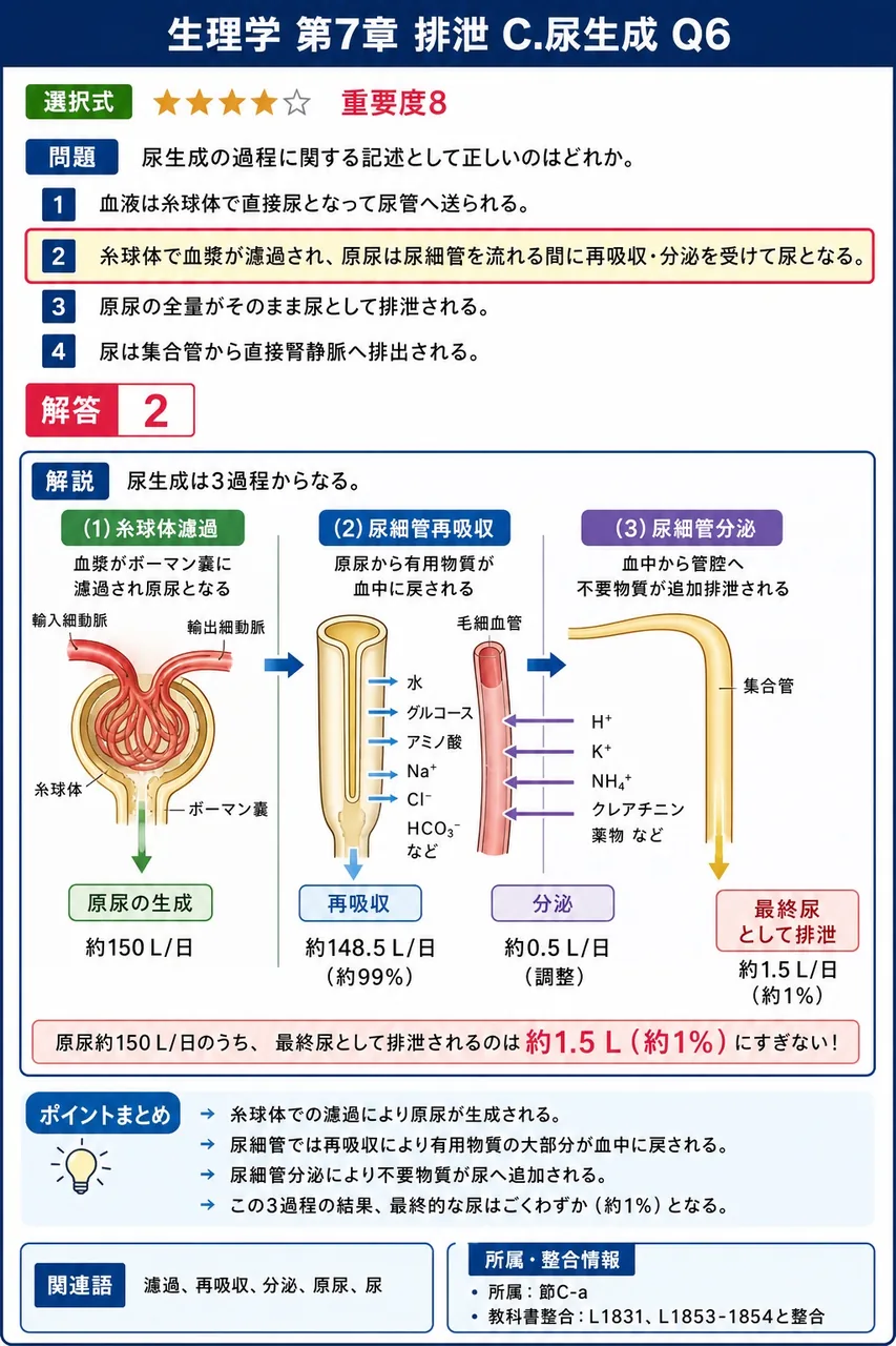 尿生成の過程に関する記述として正しいのはどれか。 解説図