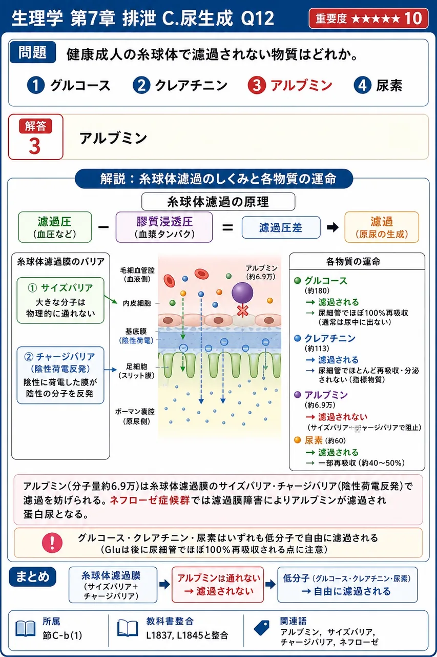 健康成人の糸球体で濾過されない物質はどれか。 解説図