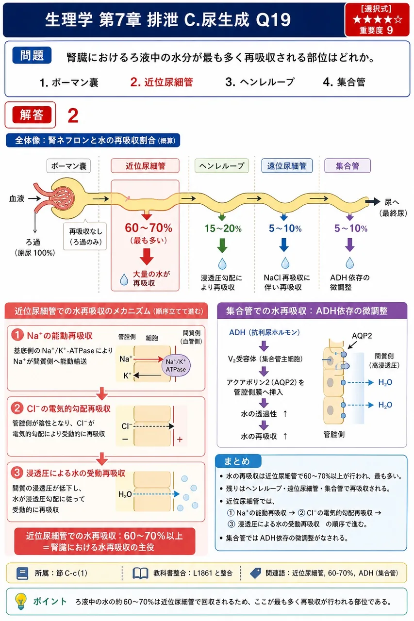 腎臓におけるろ液中の水分が最も多く再吸収される部位はどれか。 解説図
