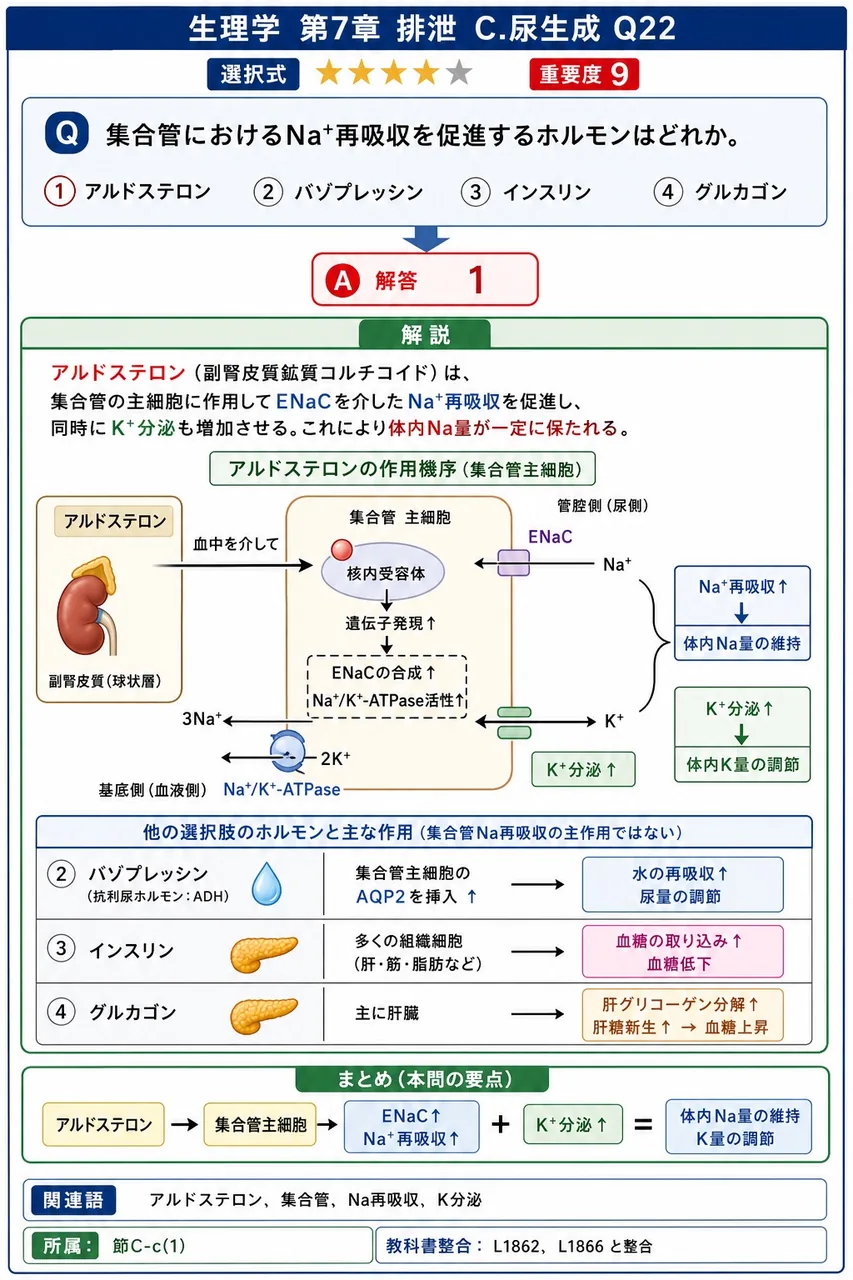 集合管におけるNa⁺再吸収を促進するホルモンはどれか。 解説図