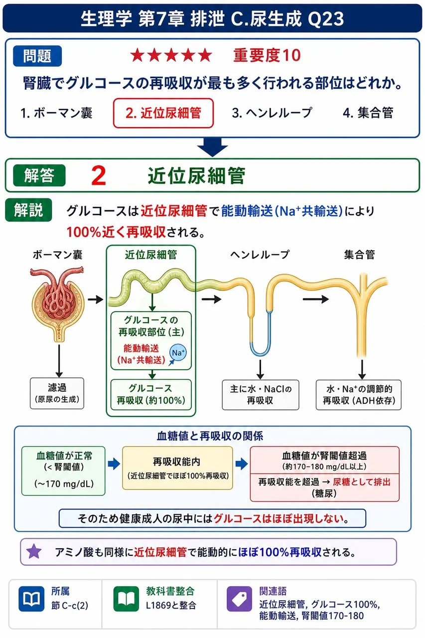 腎臓でグルコースの再吸収が最も多く行われる部位はどれか。 解説図
