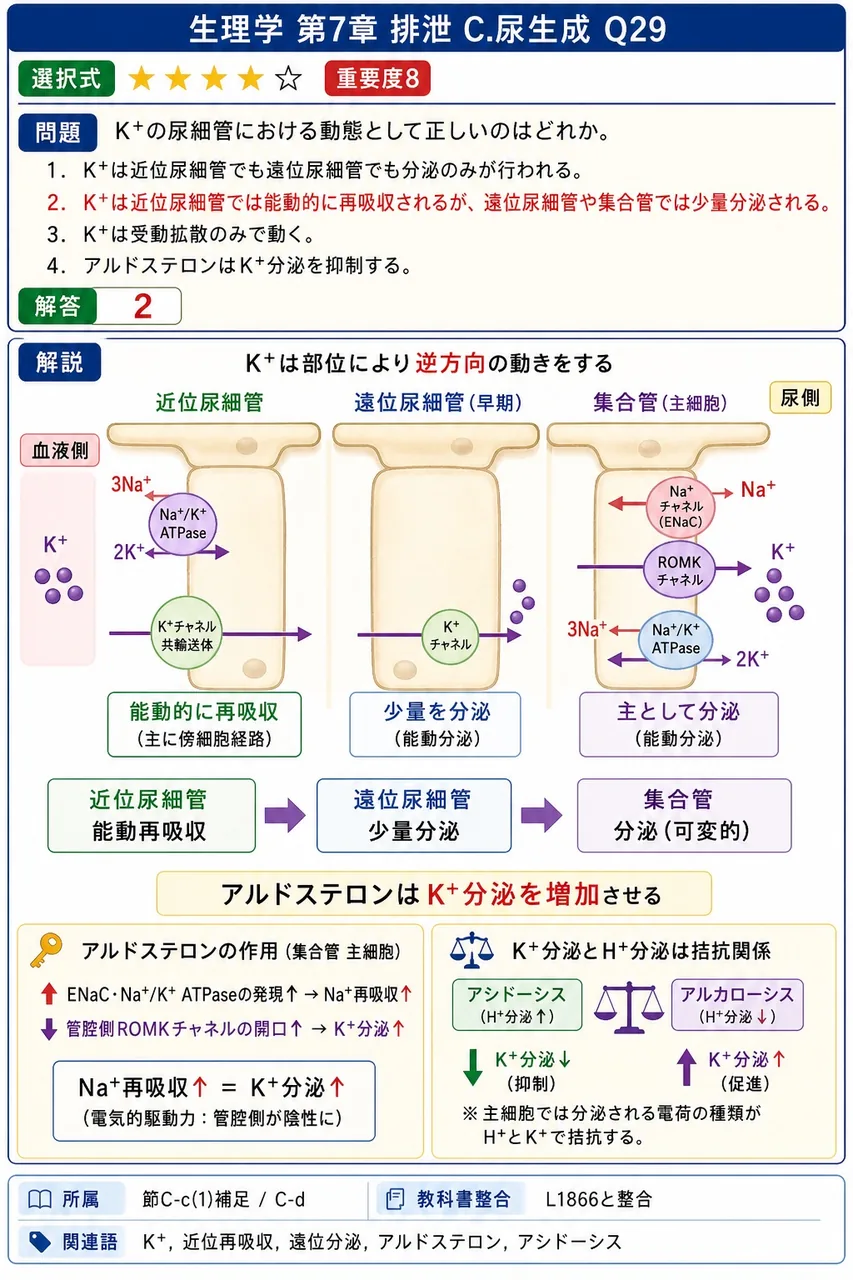 K⁺の尿細管における動態として正しいのはどれか。 解説図