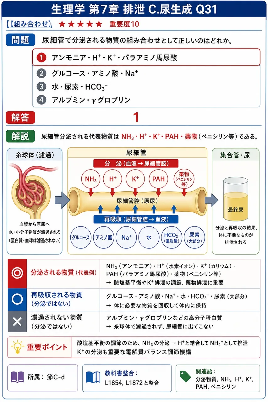 尿細管で分泌される物質の組み合わせとして正しいのはどれか。 解説図