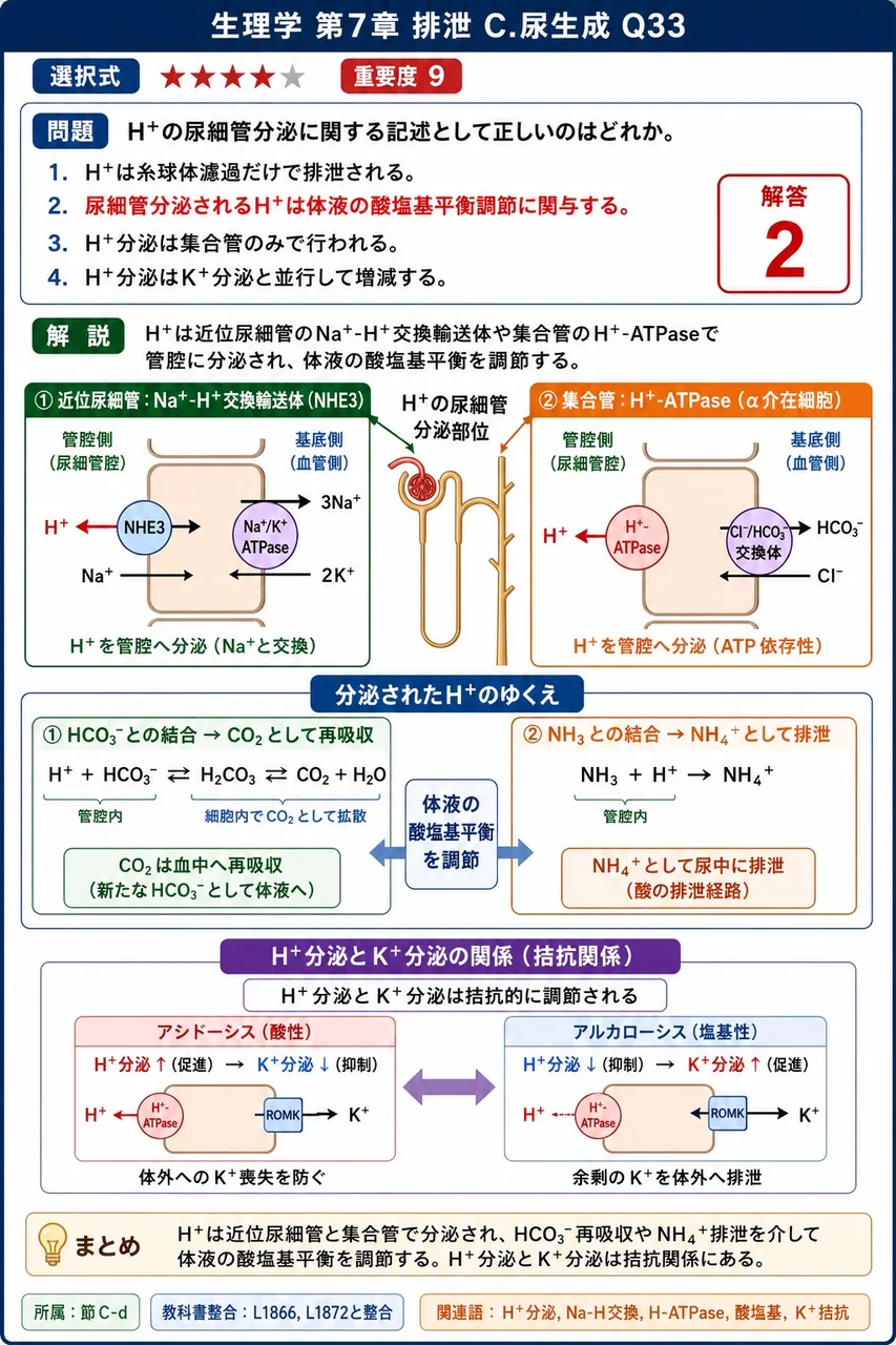 H⁺の尿細管分泌に関する記述として正しいのはどれか。 解説図